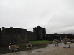 SX33153 Gees at Caerphilly Castle.jpg